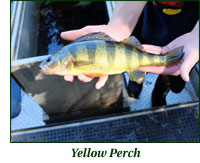 Yellow perch at WheatonArts pond
