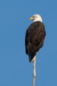 Bald Eagle