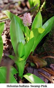 Helonias bullata - Swamp Pink