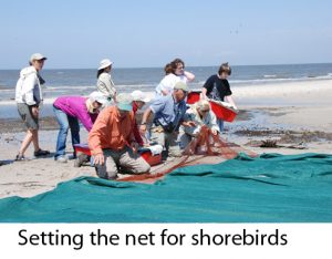 Setting the net for shorebirds