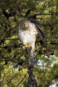 Coopers hawk