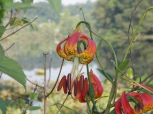 Wildflowers