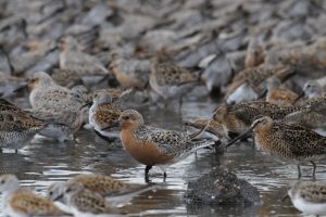 Red Knot