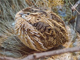 Female Northern Bobwhite by Guérin Nicolas, wiki commons