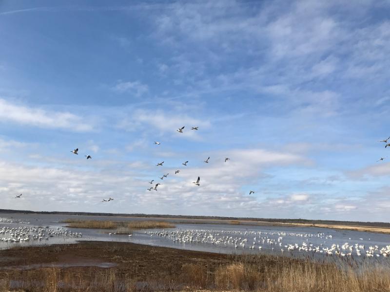 Snow geese congregate at Forsythe NWR