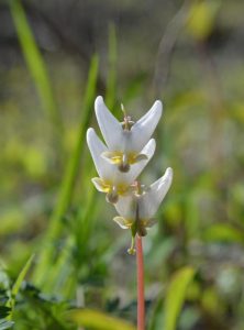 Dutchman's Breeches