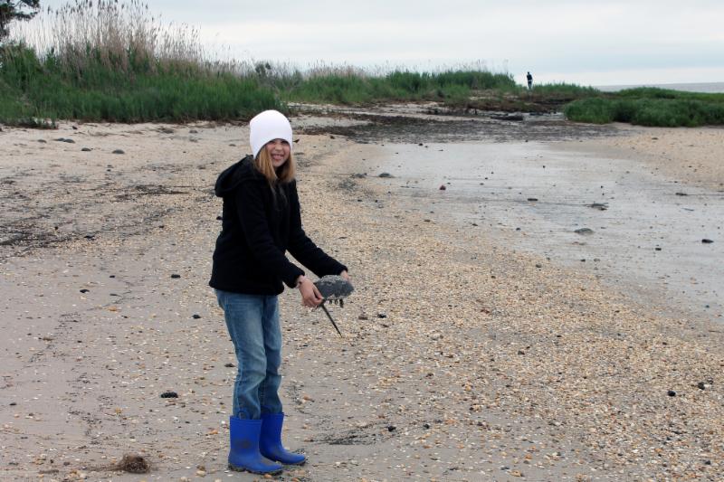 Helping horseshoe crabs