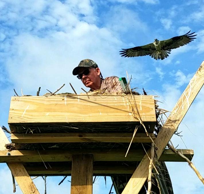 (Peter Galetto banding osprey, photo by Anthony Klock.)