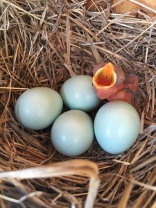 Bluebird Nest