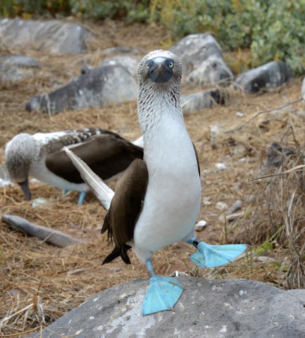 Dancing Booby