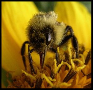 Bee