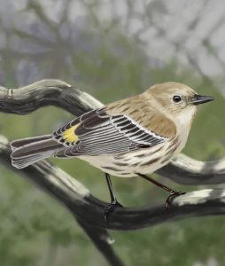 Yellow Rumped Warbler