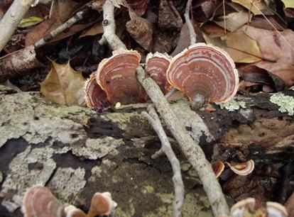 Pictured: turkey tail fungus commonly seen on the Maurice River Bicycle and Walking Trail