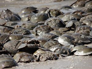 Horseshoe crabs Photo credit: Joanna Burger