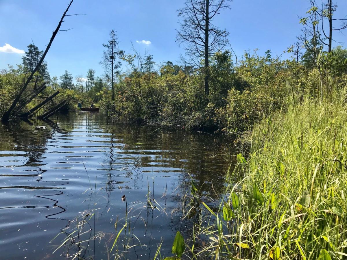 Muskee River Pinelands Stream Creek