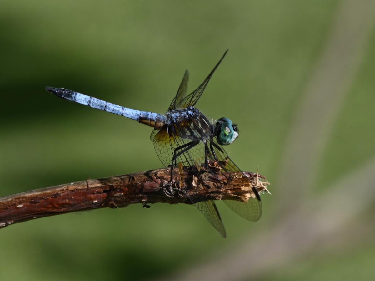 West Side Park Vineland Dragonfly