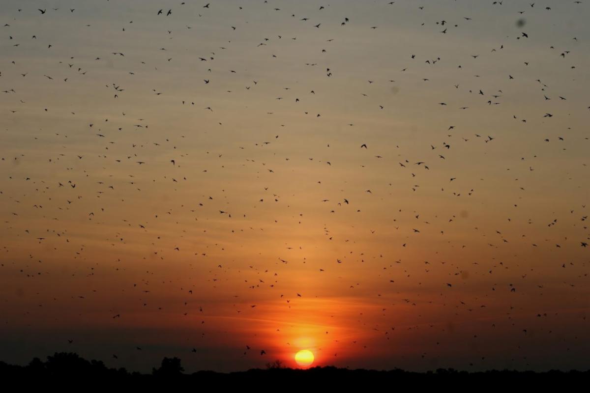 Sunset Purple Martins 2019 by Tony Klock