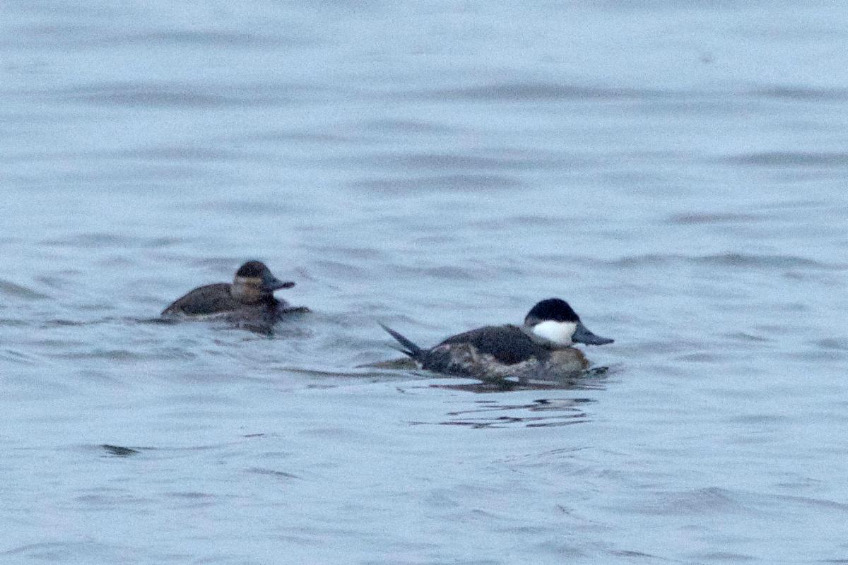 Ruddy Ducks